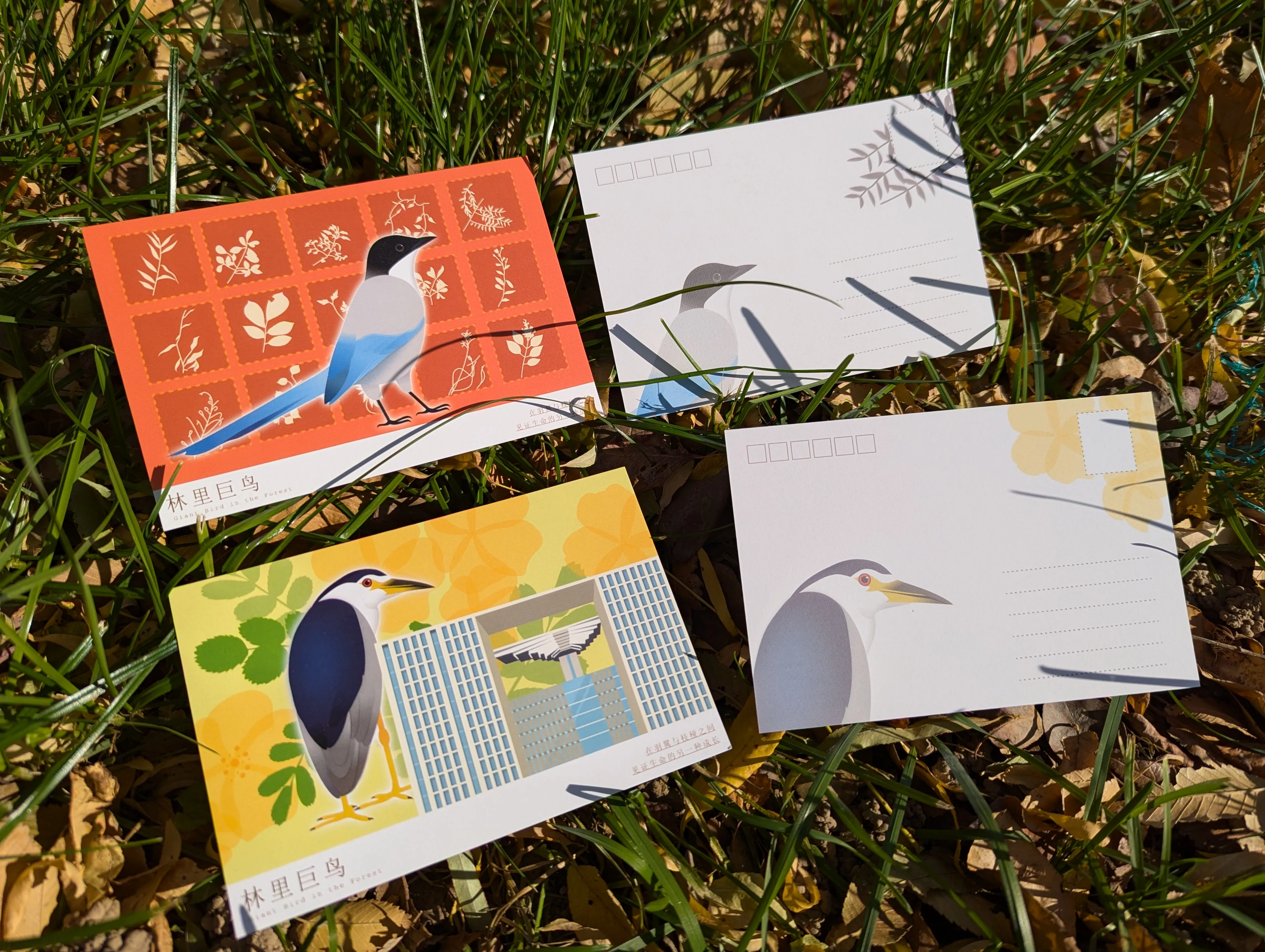 林间鸟 - 实拍展示 4